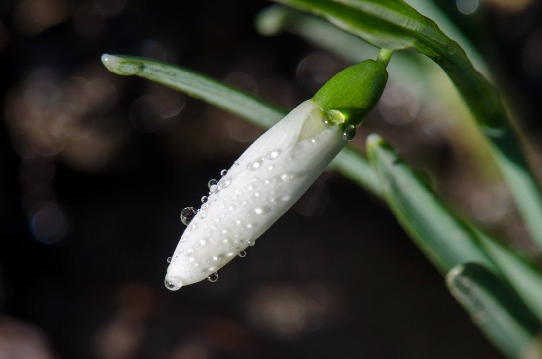 Marie - perce neige